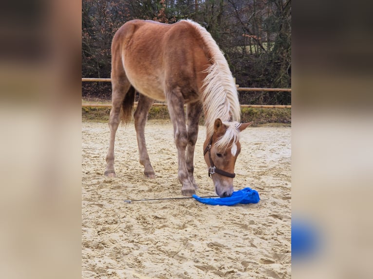 Haflinger / Avelignese Stallone 1 Anno 130 cm Sauro in Hillesheim