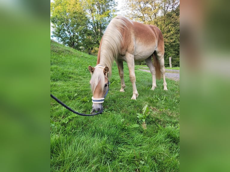 Haflinger / Avelignese Stallone 1 Anno 140 cm in Much