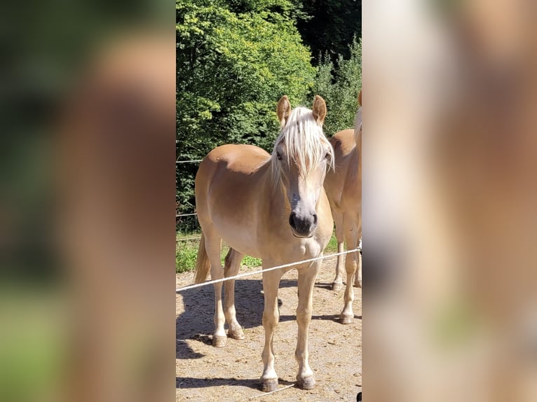 Haflinger / Avelignese Stallone 1 Anno 140 cm in Much