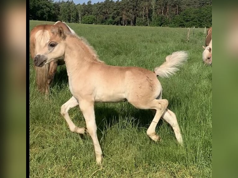 Haflinger / Avelignese Stallone 1 Anno 150 cm in Suhlendorf