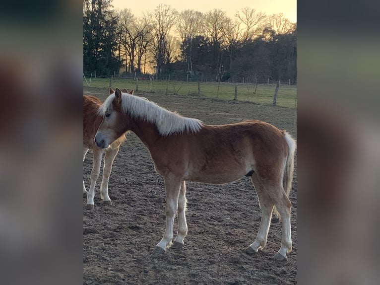 Haflinger / Avelignese Stallone 1 Anno 150 cm in Suhlendorf