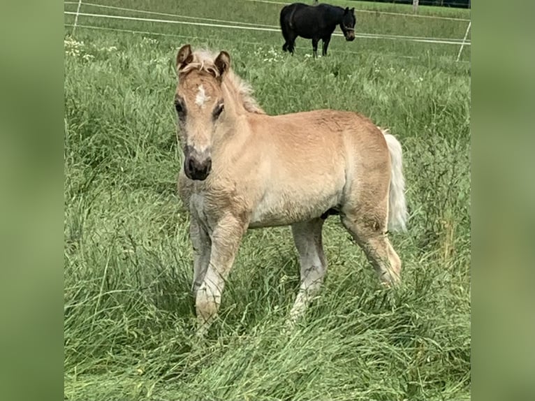 Haflinger / Avelignese Stallone 1 Anno 150 cm in Suhlendorf