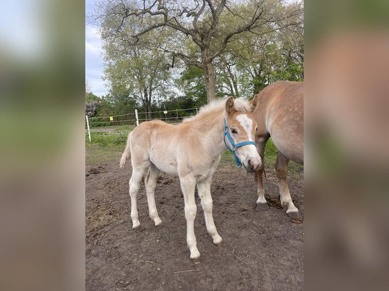 Haflinger / Avelignese Stallone 1 Anno 150 cm Sauro in Trebbin