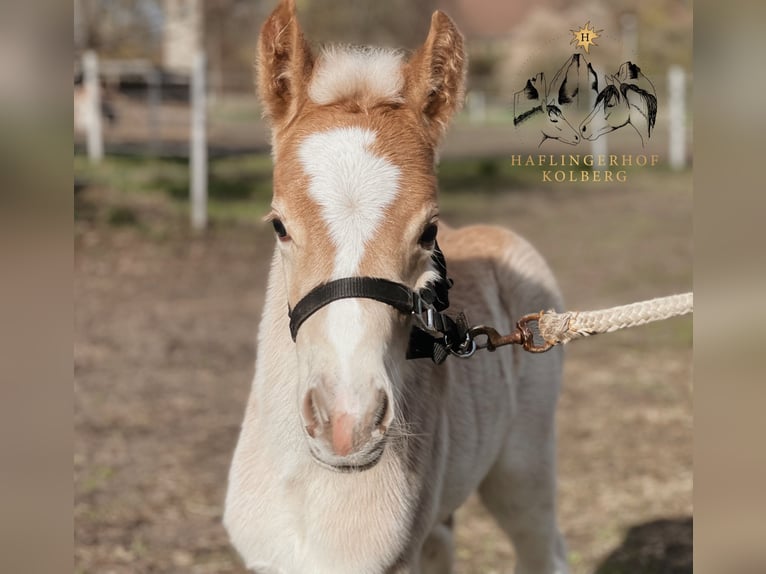 Haflinger / Avelignese Stallone 1 Anno 150 cm Sauro in Trebbin