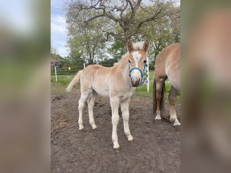 Haflinger / Avelignese Stallone 1 Anno 150 cm Sauro in Trebbin