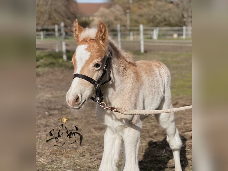 Haflinger / Avelignese Stallone 1 Anno 150 cm Sauro in Trebbin