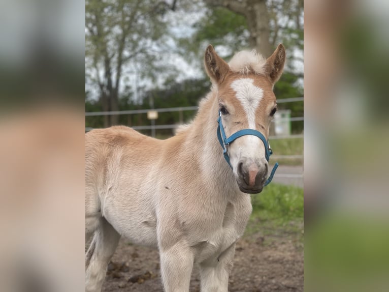 Haflinger / Avelignese Stallone 1 Anno 150 cm Sauro in Trebbin