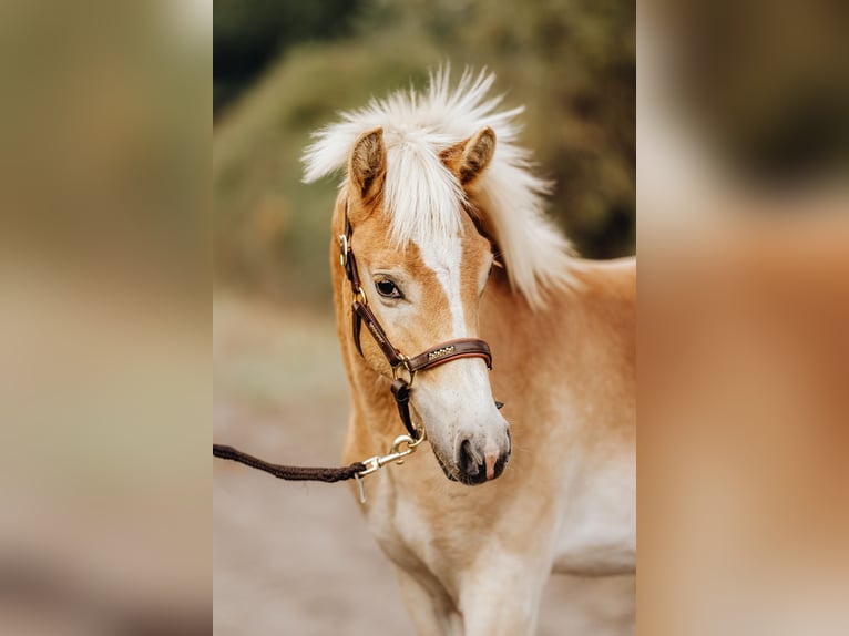 Haflinger / Avelignese Stallone 1 Anno 150 cm Sauro in Trebbin