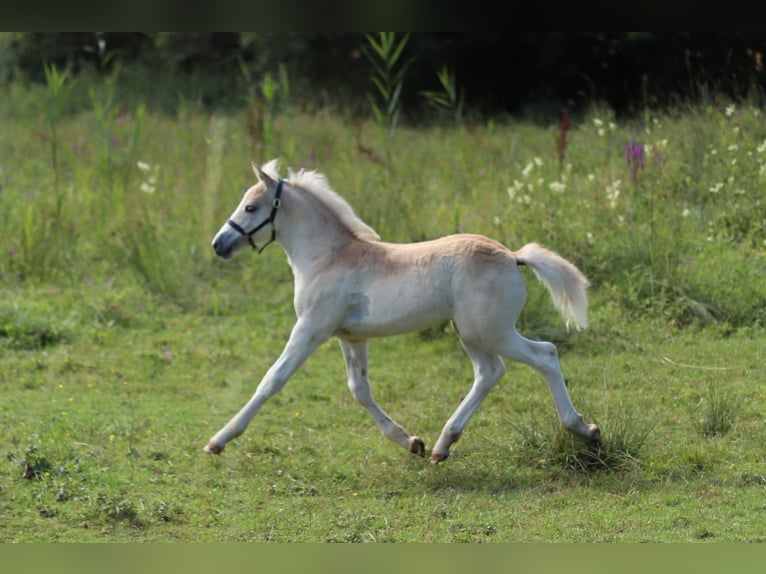 Haflinger / Avelignese Stallone 1 Anno 150 cm Sauro in Saara