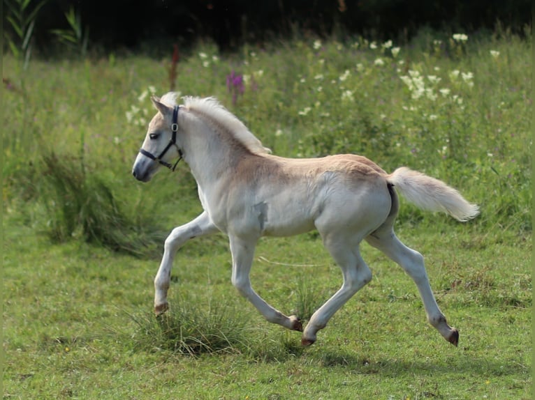 Haflinger / Avelignese Stallone 1 Anno 150 cm Sauro in Saara