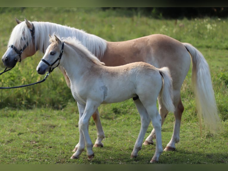 Haflinger / Avelignese Stallone 1 Anno 150 cm Sauro in Saara