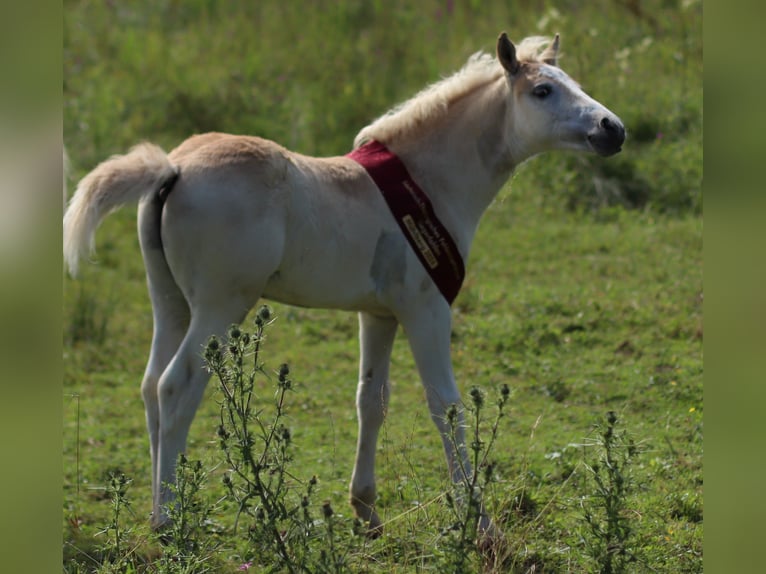 Haflinger / Avelignese Stallone 1 Anno 150 cm Sauro in Saara