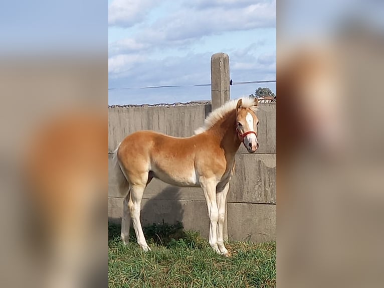 Haflinger / Avelignese Stallone 1 Anno 150 cm Sauro in Opatow