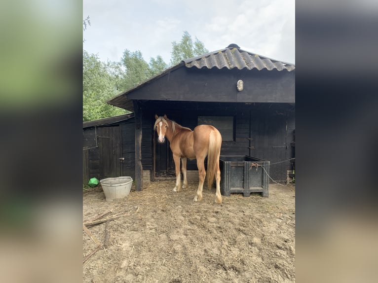 Haflinger / Avelignese Mix Stallone 1 Anno 150 cm Sauro in Hardinxveld