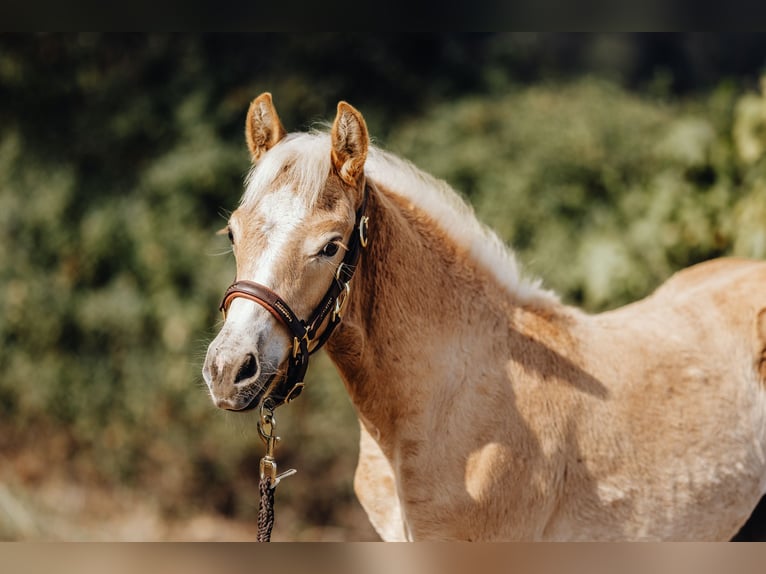 Haflinger / Avelignese Stallone 1 Anno 152 cm in Trebbin