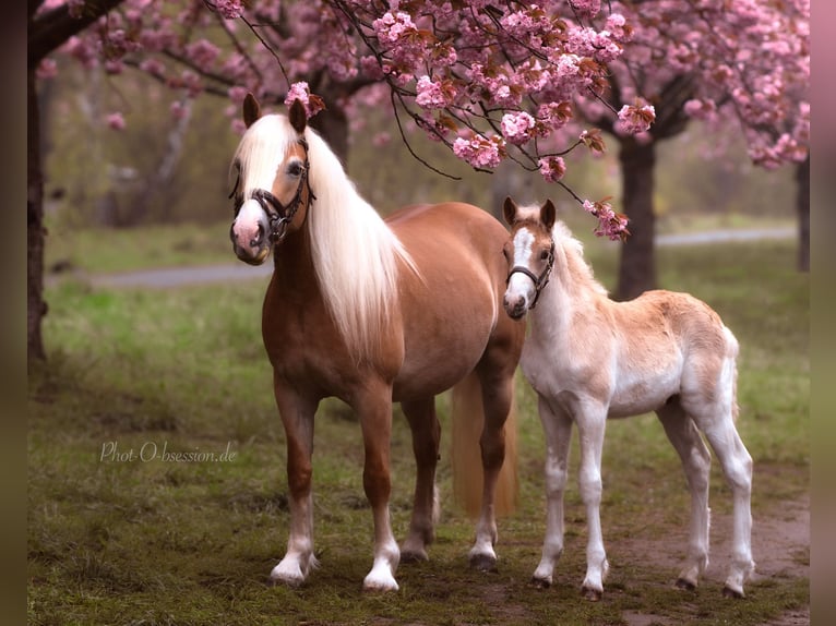 Haflinger / Avelignese Stallone 1 Anno 152 cm in Trebbin