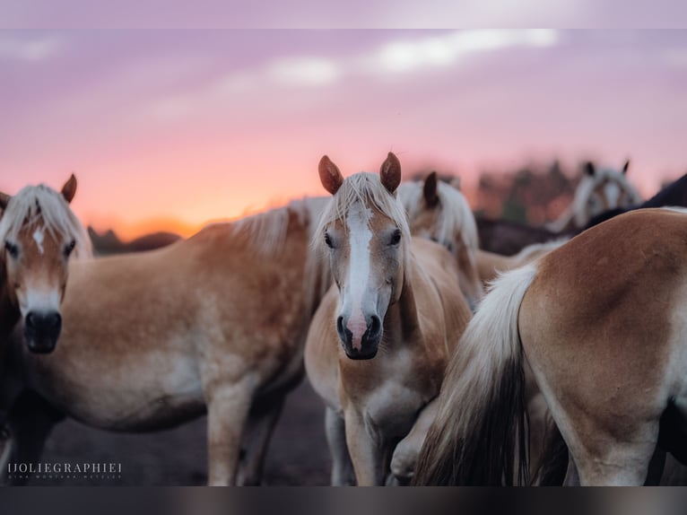 Haflinger / Avelignese Stallone 1 Anno 152 cm in Trebbin