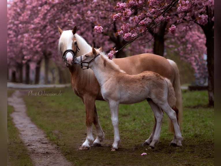 Haflinger / Avelignese Stallone 1 Anno 152 cm in Trebbin