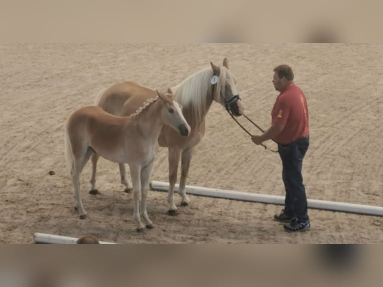 Haflinger / Avelignese Stallone 1 Anno 152 cm in Trebbin