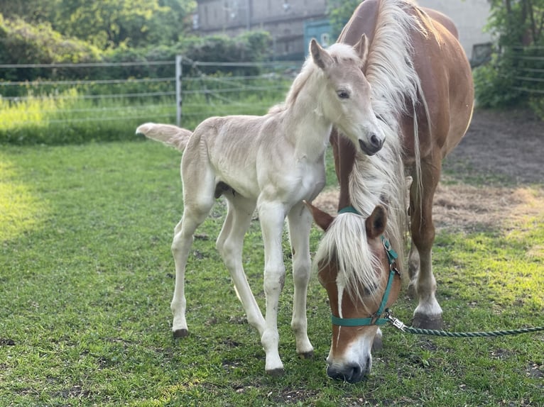 Haflinger / Avelignese Stallone 1 Anno 154 cm in Trebbin