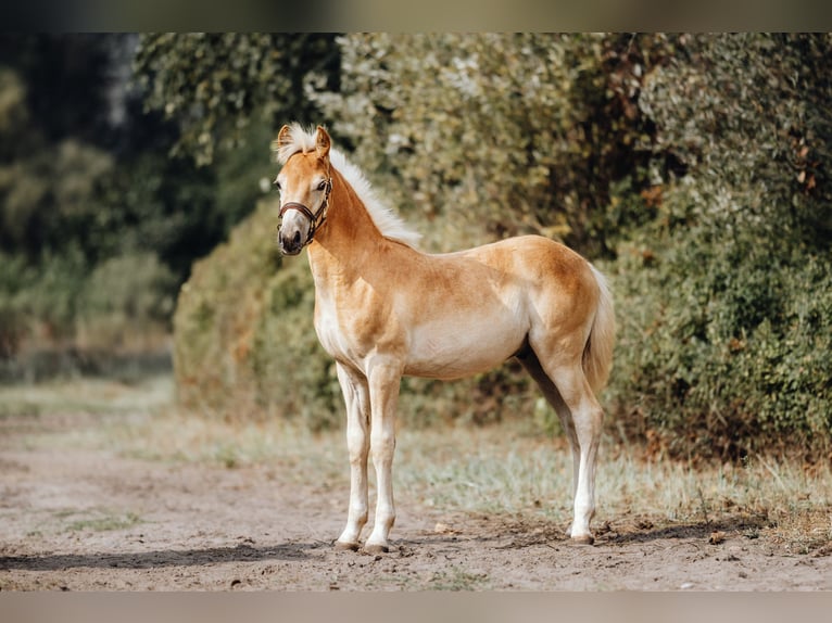 Haflinger / Avelignese Stallone 1 Anno 154 cm in Trebbin