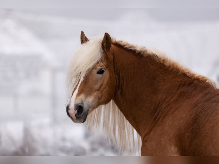 Haflinger / Avelignese Stallone 1 Anno 154 cm Sauro in GNEWIKOW