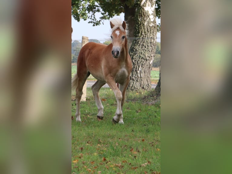 Haflinger / Avelignese Stallone 1 Anno 154 cm Sauro in GNEWIKOW