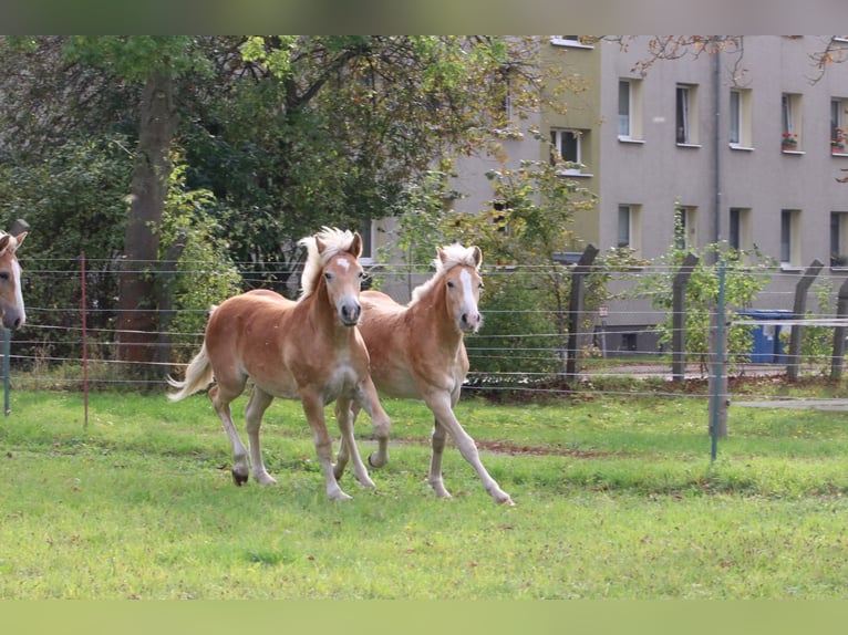 Haflinger / Avelignese Stallone 1 Anno 154 cm Sauro in GNEWIKOW