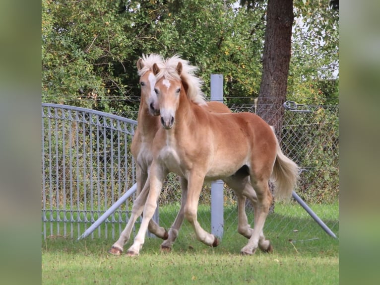 Haflinger / Avelignese Stallone 1 Anno 154 cm Sauro in GNEWIKOW