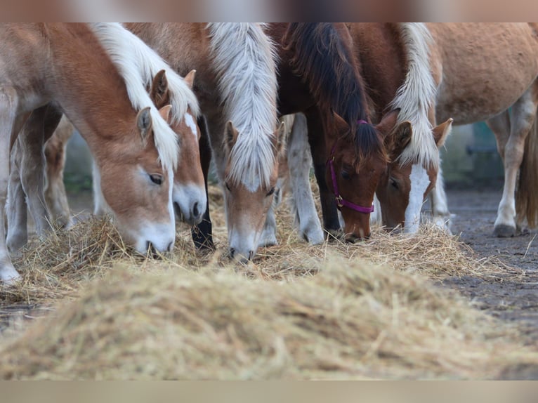 Haflinger / Avelignese Stallone 1 Anno 154 cm Sauro in GNEWIKOW