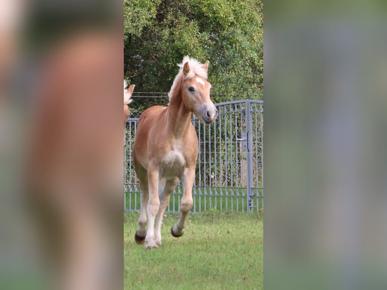 Haflinger / Avelignese Stallone 1 Anno 154 cm Sauro in GNEWIKOW