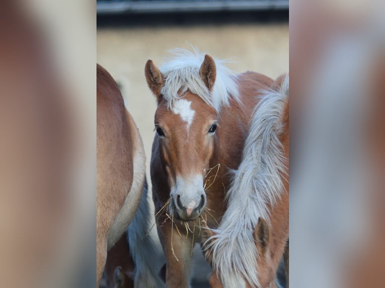 Haflinger / Avelignese Stallone 1 Anno 154 cm Sauro in GNEWIKOW