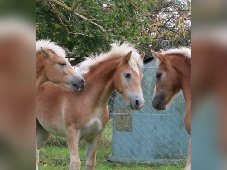 Haflinger / Avelignese Stallone 1 Anno 154 cm Sauro in GNEWIKOW