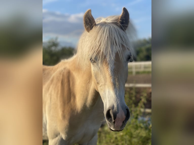 Haflinger / Avelignese Stallone 1 Anno 155 cm in Trebbin