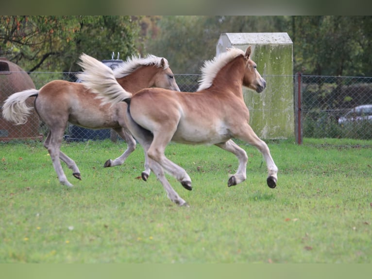 Haflinger / Avelignese Mix Stallone 1 Anno 155 cm Sauro in GNEWIKOW