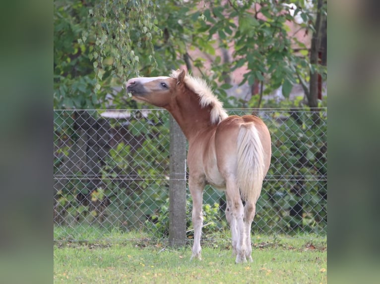 Haflinger / Avelignese Mix Stallone 1 Anno 155 cm Sauro in GNEWIKOW