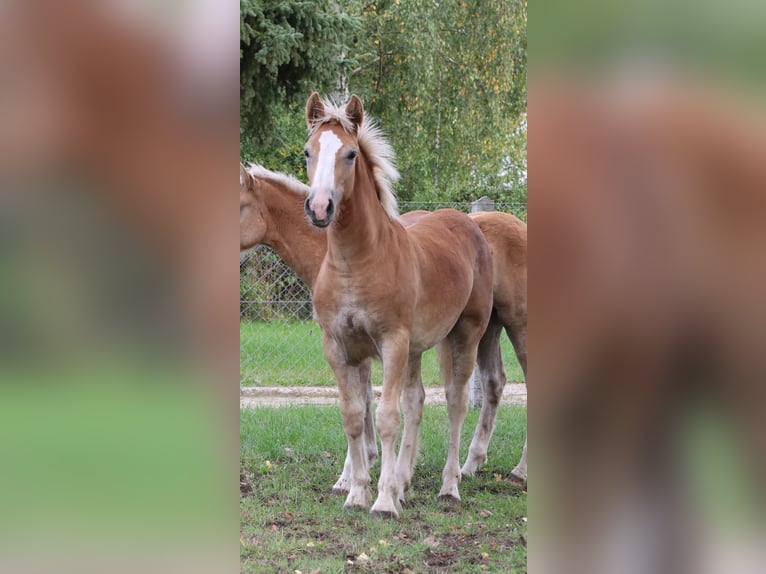 Haflinger / Avelignese Mix Stallone 1 Anno 155 cm Sauro in GNEWIKOW