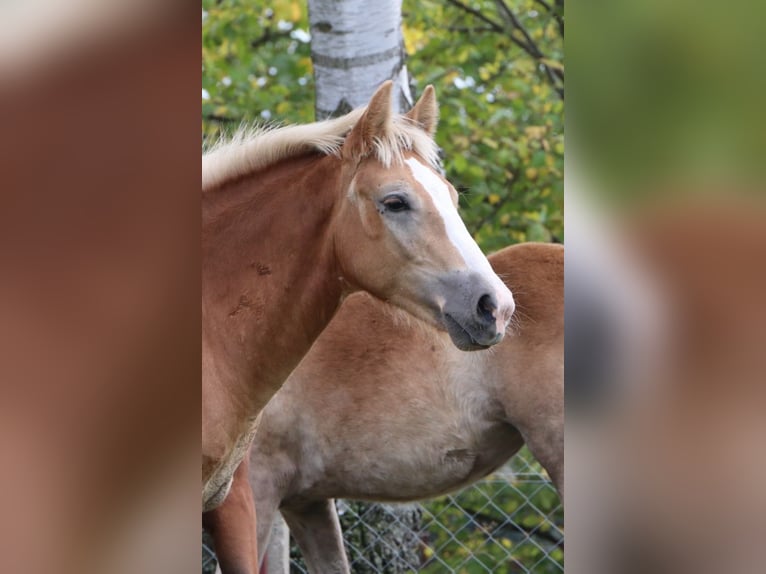 Haflinger / Avelignese Mix Stallone 1 Anno 155 cm Sauro in GNEWIKOW