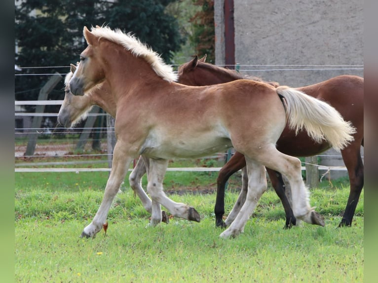 Haflinger / Avelignese Mix Stallone 1 Anno 155 cm Sauro in GNEWIKOW