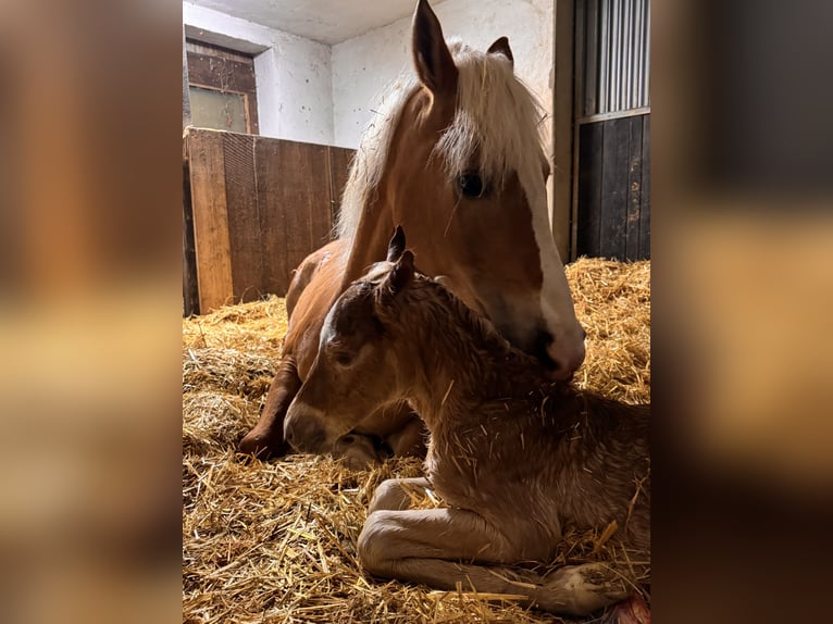 Haflinger / Avelignese Stallone 1 Anno in Heideck