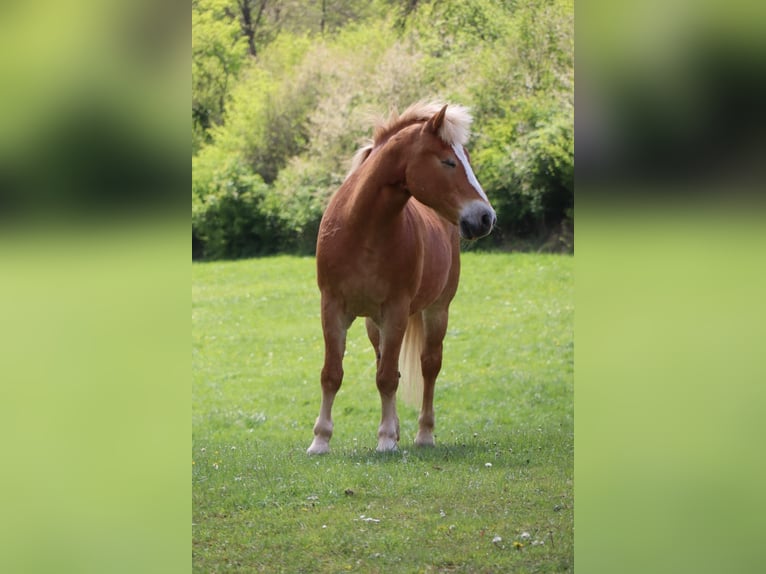 Haflinger / Avelignese Stallone 23 Anni 148 cm Baio in Drosendo