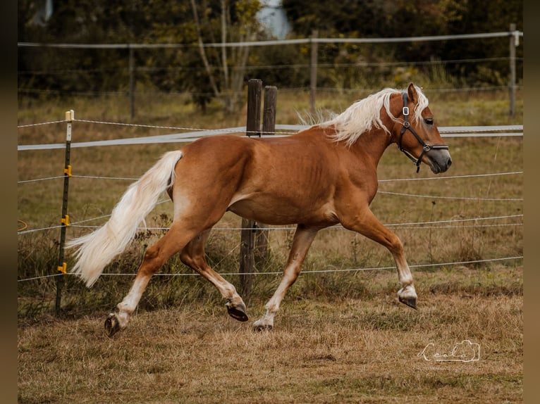 Haflinger / Avelignese Stallone 2 Anni 144 cm Falbo in Bayreuth