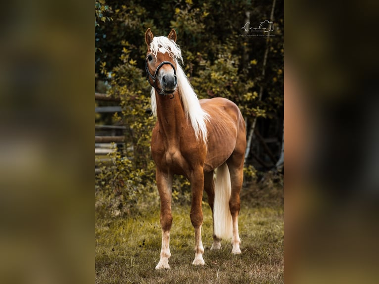 Haflinger / Avelignese Stallone 2 Anni 144 cm Falbo in Bayreuth