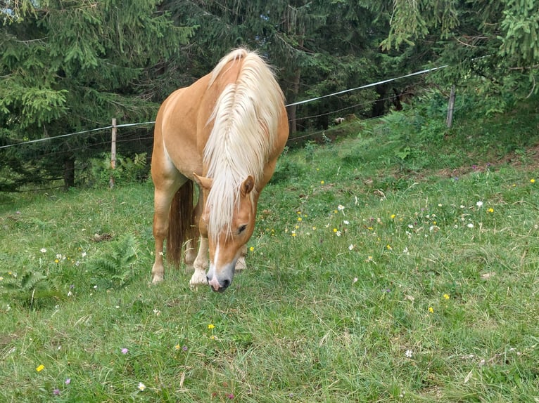 Haflinger / Avelignese Stallone 2 Anni 148 cm in Imst