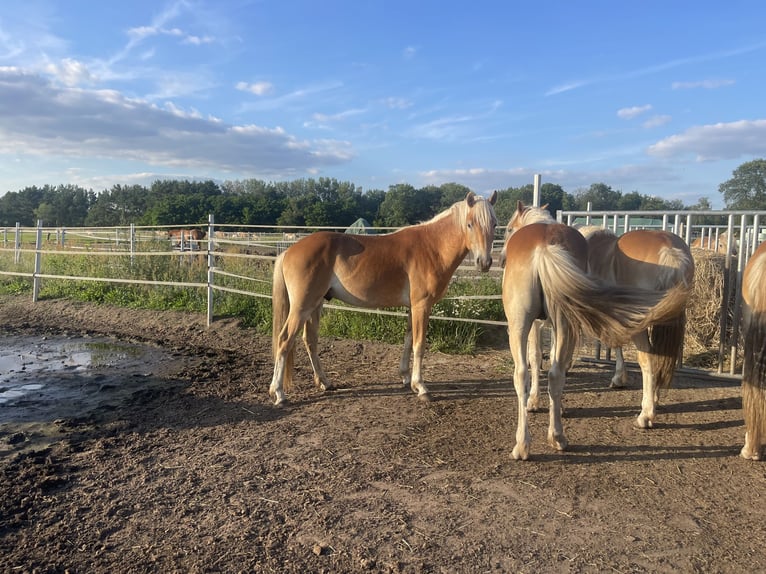 Haflinger / Avelignese Stallone 2 Anni 149 cm in Trebbin