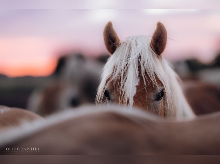 Haflinger / Avelignese Stallone 2 Anni 149 cm in Trebbin