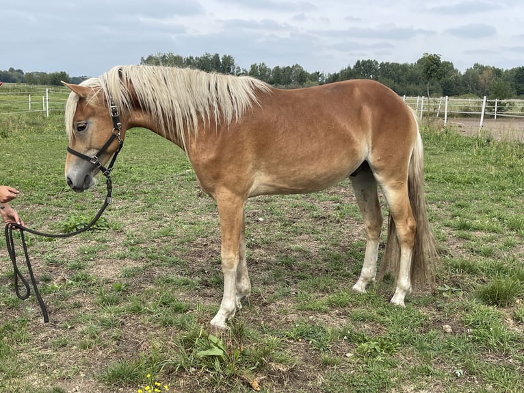 Haflinger / Avelignese Stallone 2 Anni 149 cm in Trebbin