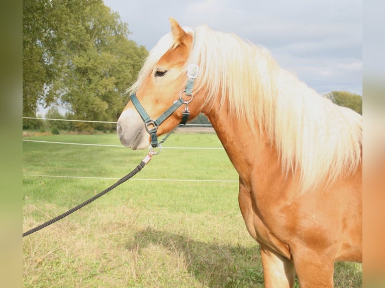 Haflinger / Avelignese Stallone 2 Anni 150 cm Sauro in Höchstadt an der Aisch