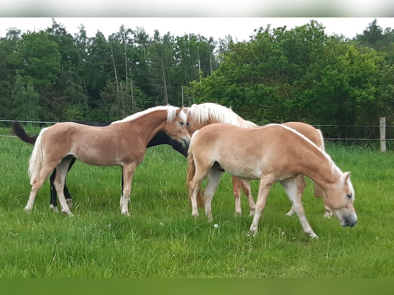 Haflinger / Avelignese Stallone 2 Anni 150 cm Sauro in Wabern-Harle