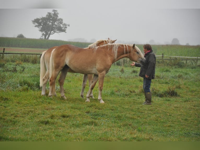 Haflinger / Avelignese Stallone 2 Anni 151 cm Sauro in Westendorf